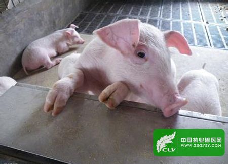 从仔猪消化特点来看猪腹泻病的症状