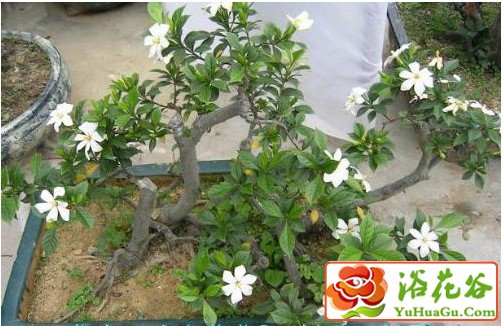 栀子花休眠