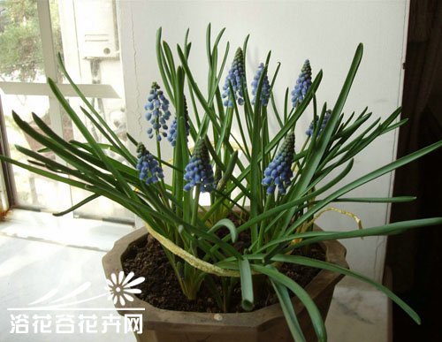 葡萄风信子的栽培要点