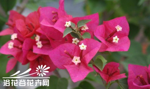 三角梅控水促花的实践经验
