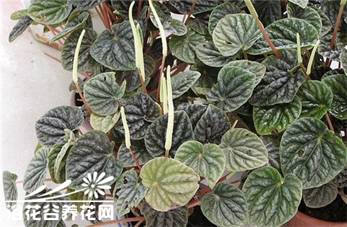 皱叶椒草