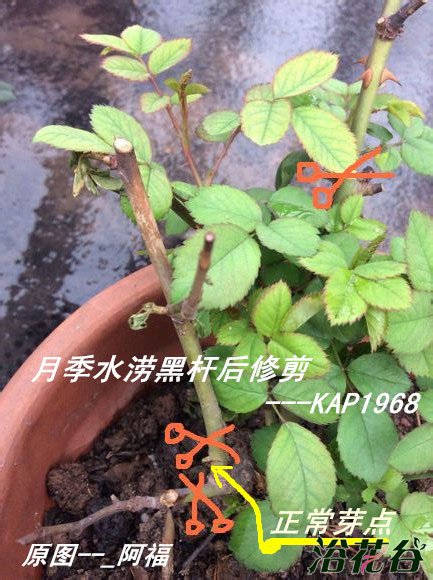 月季花的修剪方法