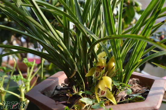 网购兰花(新手经验)