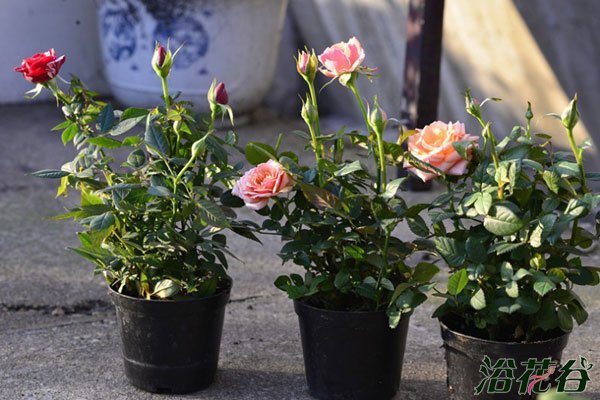 月季淋雨的好处及注意事项