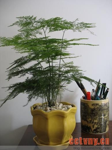 适合书房摆放的花卉