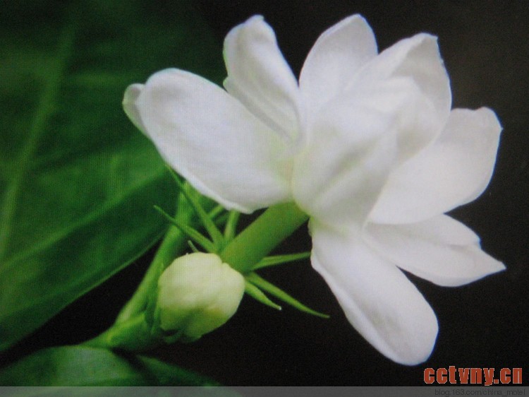 适合阳台摆放的花卉