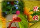 盆栽花卉家庭养护方法<六> (46播放)