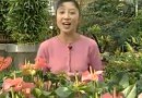 室内观赏花卉种植教学<一> (66播放)