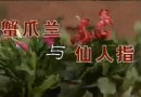 室内观赏花卉种植教学<二> (45播放)