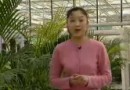 室内观叶植物教学<一> (63播放)