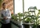 家庭养花的场所选择 (54播放)