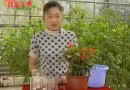 家庭养花无土栽培教学<二> (60播放)