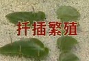 花卉繁殖教学<三> (66播放)