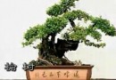 室内花卉及盆景制作 (82播放)