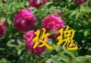 玫瑰栽培教学视频 (79播放)