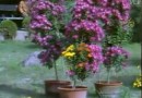 菊树栽培教学视频 (62播放)