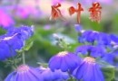 瓜叶菊栽培教学视频 (62播放)
