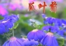 瓜叶菊栽培教学视频 (87播放)