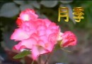 月季花栽培教学视频 (63播放)