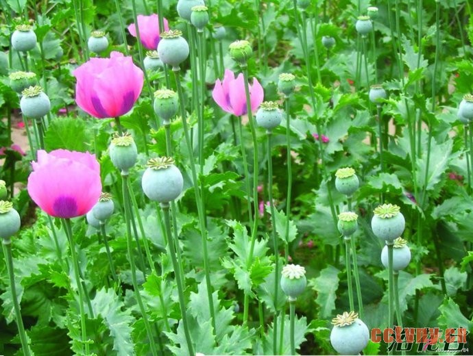 虞美人和罂粟花的区别(图文)
