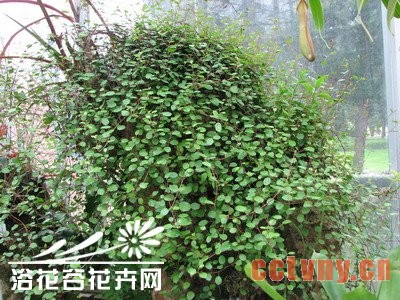 千叶兰的养殖方法