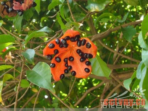 假苹婆