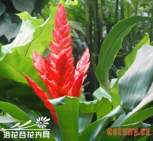 丽穗凤梨的养殖方法