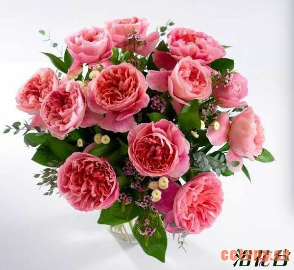 切花月季品种—十大奥斯汀切花