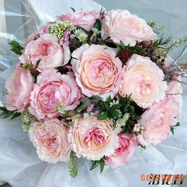 切花月季品种—十大奥斯汀切花