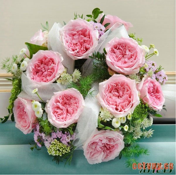 切花月季品种—十大奥斯汀切花