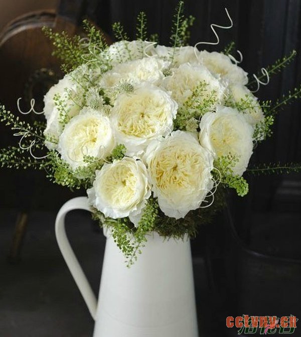 切花月季品种—十大奥斯汀切花