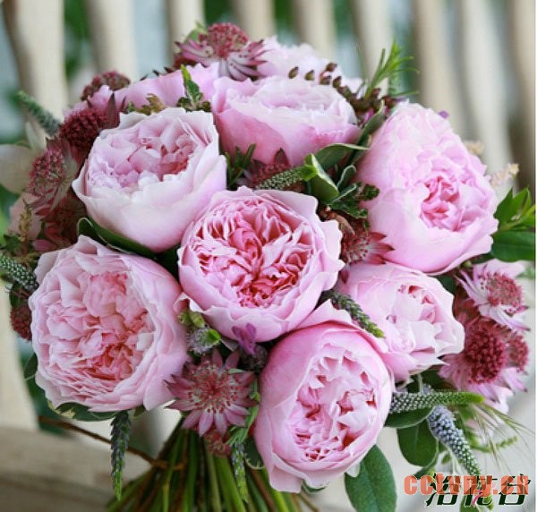 切花月季品种—十大奥斯汀切花
