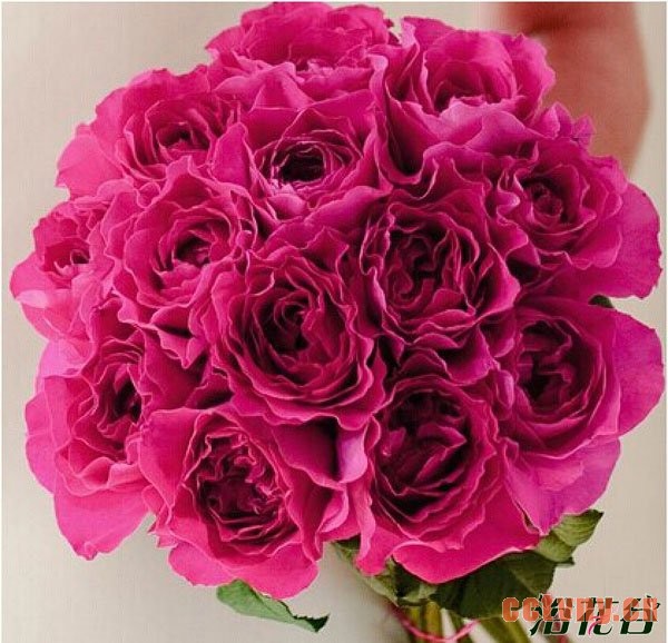 切花月季品种—十大奥斯汀切花