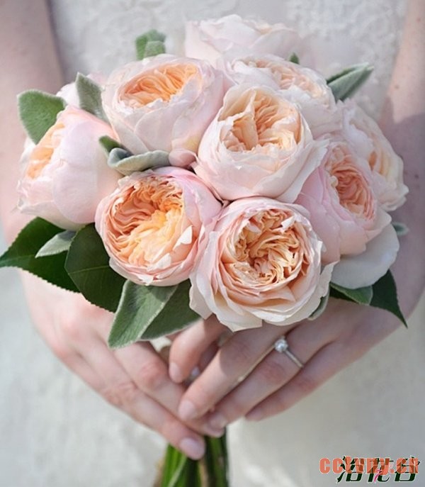 切花月季品种—十大奥斯汀切花