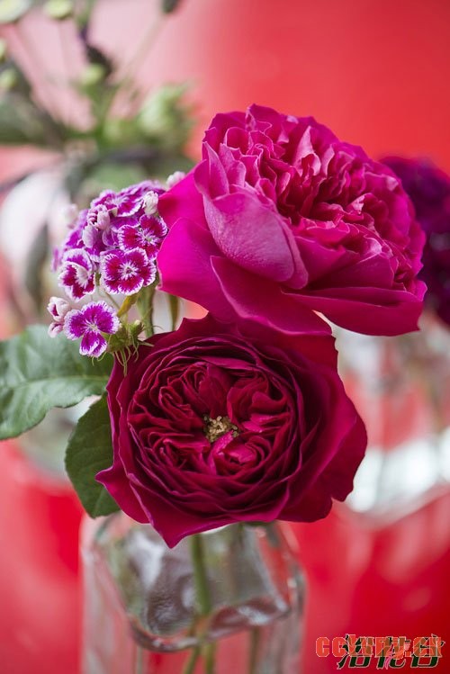 切花月季品种—十大奥斯汀切花