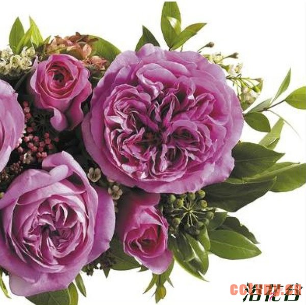 切花月季品种—十大奥斯汀切花