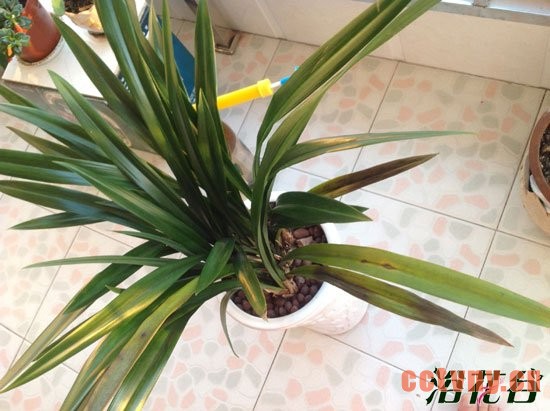 兰花叶子发黄怎么办