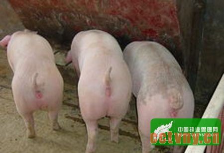 育肥猪的防病措施