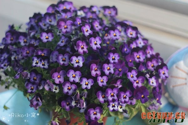角堇花期