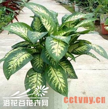 斑马万年青怎么养