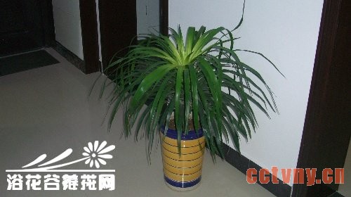翠兰的养殖方法