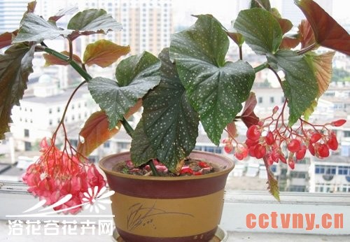 竹节海棠的养殖方法