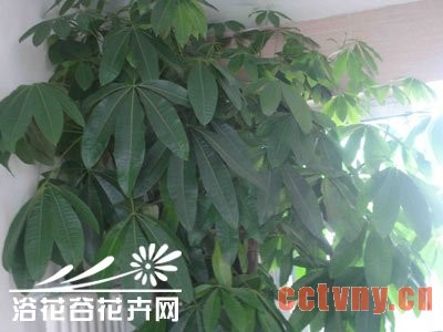 发财树