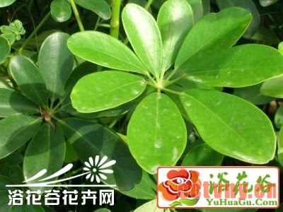 鸭掌木