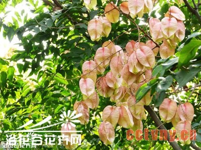 栾树