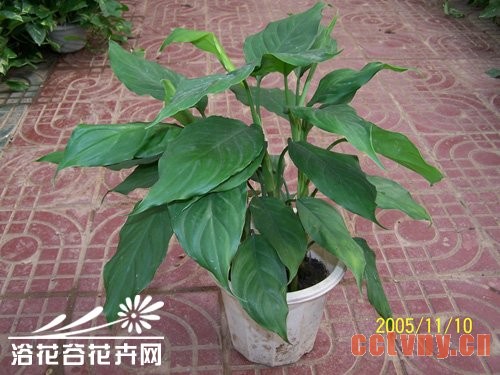 广东万年青养殖方法