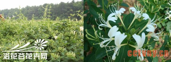 金银花