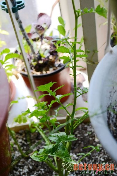 香草植物种植的5个小贴士