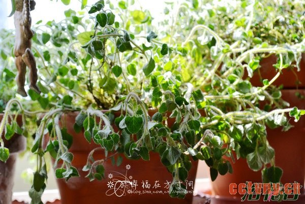 香草植物种植的5个小贴士