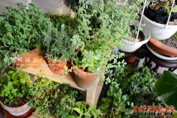 香草植物种植的5个小贴士